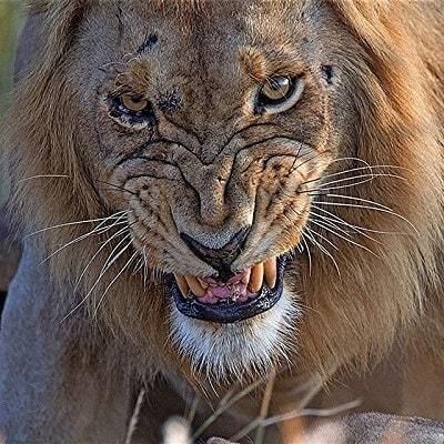 Wildlife Animals & Nature Photo Animaliere, Lion Photography, Lion And Lioness, Lion Love, Lion Wallpaper, Exotic Cats, Male Lion, Lion Pictures, Le Roi Lion