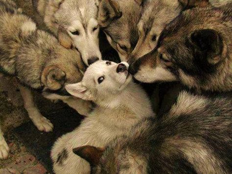 welcome to the pack Beautiful Wolves, Pretty Animals, Silly Animals, Arte Fantasy, Cute Little Animals, 귀여운 동물, Haiti, Beautiful Creatures, Wolves