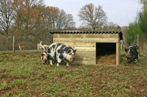 Keeping Pigs, Pig Houses, Pig Pens, Pig Sty, Pig Shelter, Ranch Plans, Pastured Pigs, Pig Ideas, Small Holding