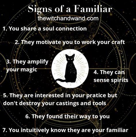 Familiars are creatures who aid witches and are linked to the supernatural. A familiar can be a pet or a wild creature, and a witch might have more than one familiar. While the black cat is most commonly associated with witches, a familiar can be any type of animal. If you are wondering whether or not you have a familiar, check out the list below for common signs. A Witches Familiar, Familiars In Witchcraft, Witch Familiar Animals List, Types Of Spirits Witchcraft, Spell To Talk To Animals, Familiars Witch Animal Names, Animal Familiars Witch, Signs Of Being A Witch, Black Cat Witchcraft