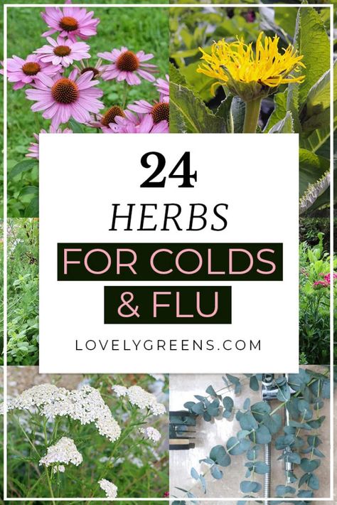 Herbal Cold Remedies, List Of Herbs, Passion Fruit Plant, Medicine Garden, Herbal Medicine Recipes, Biennial Plants, Herbal Tinctures, Cold Home Remedies, Herbs For Health