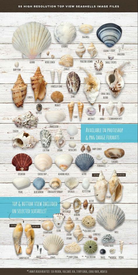 Shell Names, Types Of Seashells, Cleaning Sea Shells, Seashell Identification, Types Of Shells, Beach Shells, Shells And Sand, Art Coquillage, Ocean Treasures