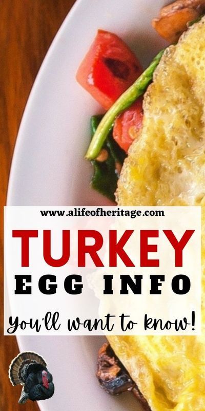 Turkey Eggs, Turkey Breeds, Egg Facts, Turkey Egg, Egg Nutrition Facts, Egg Calories, Homestead Recipes, Egg Nutrition, Turkey Bird