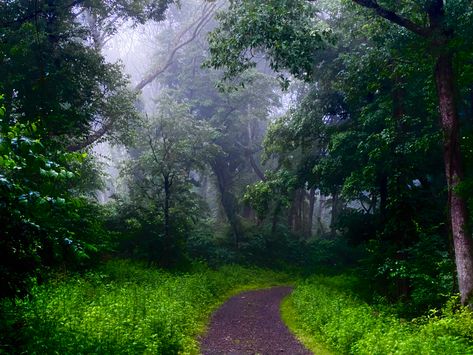 #aesthetic #fog #foggy #forest #liminal #green #woods #whimsical Liminal Forest, Aesthetic Fog, Foggy Forest, Forest, Wood, Green