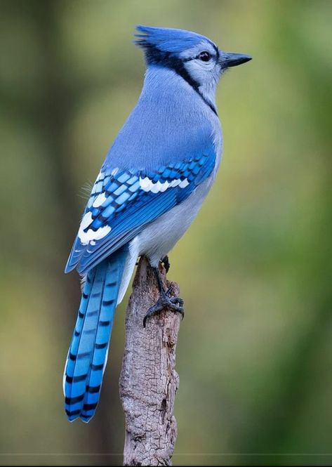 Birds Pictures, Blue Jay Bird, Most Beautiful Birds, Pretty Animals, Nature Birds, Backyard Birds, Bird Pictures, Bird Drawings, Pretty Birds