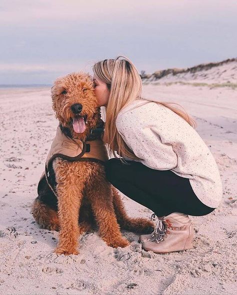 Airedale Puppy, Airedale Terrier Puppies, Moderate Exercise, Airedale Dogs, Cool Facts, Welsh Terrier, Irish Terrier, Hypoallergenic Dogs, Paws And Claws