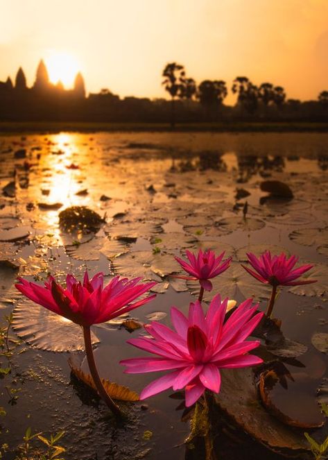 Red Lotus Lily of Angkor - Cambodia Images Bangladeshi Aesthetic, Water Lilies Painting, Golden Sunrise, Lotus Flower Pictures, Cambodian Art, Water Lily Pond, Lily Lotus, School Illustration, Red Lotus