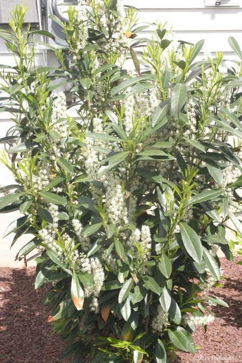 Skip Laurel. 1 of these will go next to the hydrangea bush. ♥ Laurel Bush, Skip Laurel, English Laurel, Laurel Plant, Laurel Hedge, Shrubs For Privacy, Hydrangea Bush, Patio Projects, Garden Shrubs