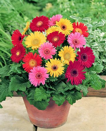 Gerbera
 - Jamesonii Mixture Seeds | Eden Seeds Gerbera Jamesonii, Cut Flowers, Indoor Plants, Eden, Seeds, Plants, Flowers