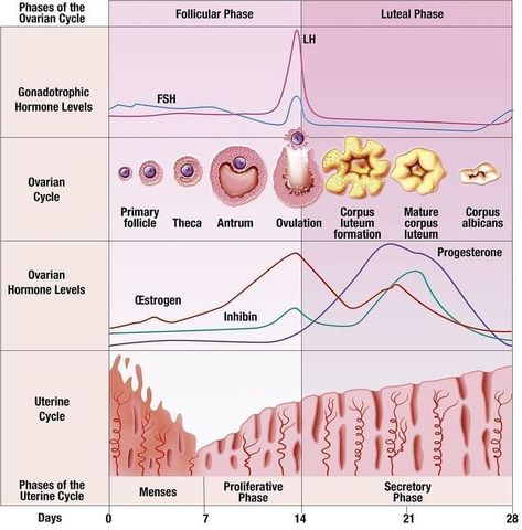 Medical Guidelines ⚚ on Instagram: “. The Menstrual cycle  The menstrual cycle is the regular natural change that occurs in the female reproductive system (specifically the…” Ovulatory Cycle, Female Reproductive System Anatomy, Pregnancy Due Date, Ovulation Cycle, Pregnancy Calculator, Brain Facts, Female Reproductive System, Menstrual Health, Nursing School Notes