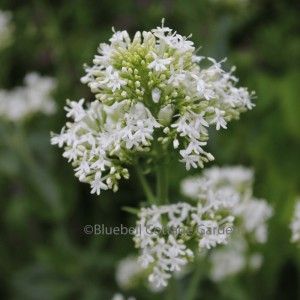 Centranthus ruber 'Albus' (White Valerian) White Valerian Plant, Valerian Plant, White Valerian, Vermont Garden, Centranthus Ruber, White Garden, Hardy Perennials, Valerian, White Gardens