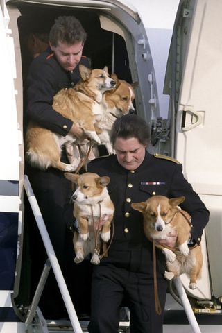 image Final Days, Pembroke Welsh Corgi, Welsh Corgi, Elizabeth Ii, 귀여운 동물, Animal Memes, Cute Funny Animals, Queen Elizabeth