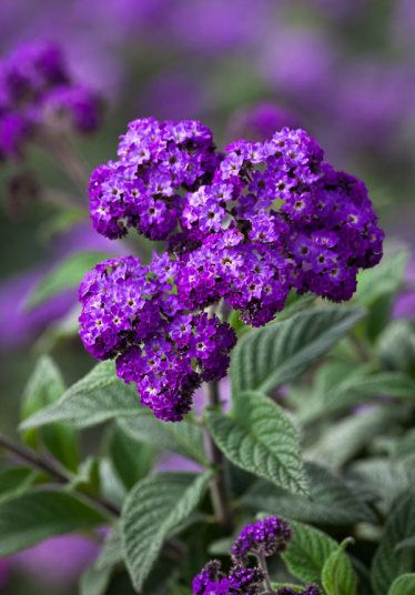 Heliotrope Aesthetic, Ecuador Flowers, Heliotropium Arborescens, Heliotrope Flower, Full Sun Flowers, Flowers Last Longer, Paul Williams, Sun Perennials, Violet Flowers