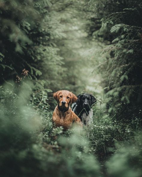 Lina Kayser on Instagram: “Forest creatures” Dog In Forest, Forest Creatures, In The Forest, The Forest, Hunting, Forest, Internet, Energy, Tumblr