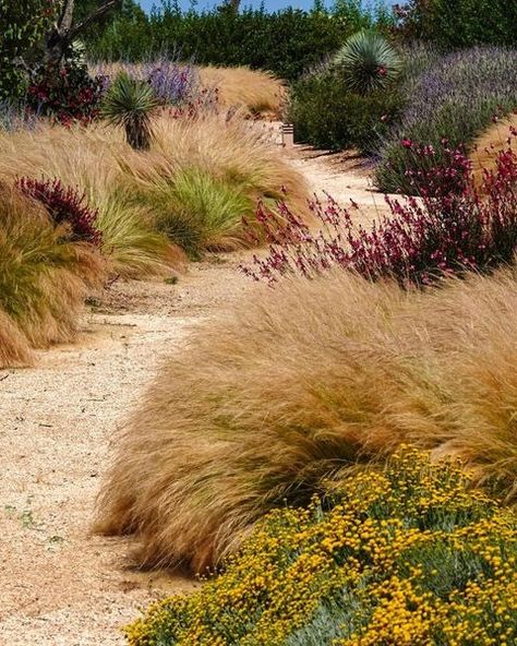 Instagram Ornamental Grass Landscape, Thought Forms, Country Garden Design, Famous Painters, Gravel Landscaping, Australian Native Garden, Grasses Landscaping, Gravel Garden, Grasses Garden