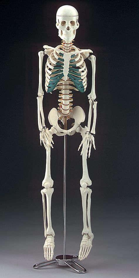 anatomically correct skeleton model ~ $60 Anatomically Correct Skeleton, Anatomy Toys, Skeleton Sculpture, Bp House, Skeleton Model, Skull Art Drawing, Nurse Halloween, Pinterest Contest, Sketches Pencil