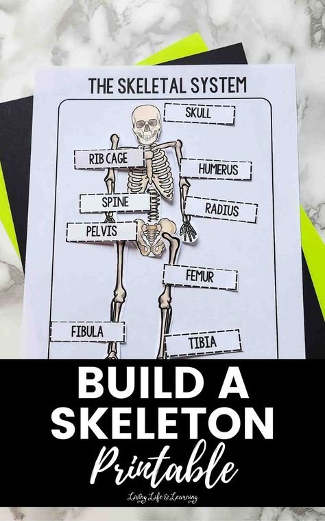 Human Skeleton For Kids, Build A Skeleton, Skeletal System Project, Skeleton For Kids, Skeletal System Activities, Skeleton Printable, Human Body Science Projects, Human Body Crafts, Human Body Lesson