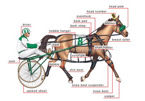 pacer image Playschool Activities, Standardbred Racing, Standardbred Horse, Horse Betting, Horse Riding Gear, Equestrian Dressage, Horse Lessons, Racing Horse, Racing Harness