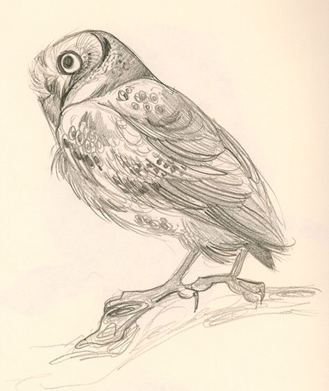 Day 16 - Elf Owl Sketch Owl Drawing Sketches, Cream Drawing, Elf Owl, Owl Sketch, Owl Drawing, Owls Drawing, Drawing Paper, An Elf, Mechanical Pencil