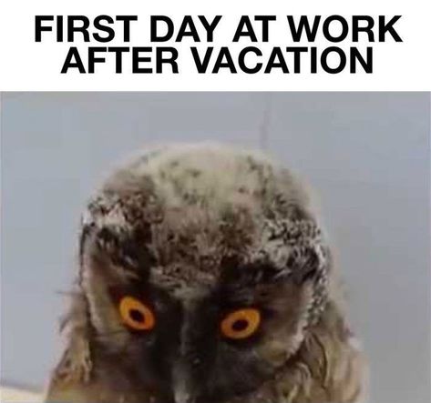 Work After Vacation, Back To Work After Vacation, Vacation Meme, Going Back To Work, Hilarious Stuff, Back To Work, To Work