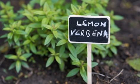 Lemon verbena: Top potential benefits Curb Appetite, Muscle Contraction, Lemon Verbena, 200 Calories, Healthy Aging, Improve Digestion, Medicinal Plants, Regular Exercise, Healthy Weight