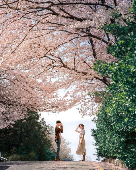 Japanese Couple Photography, Cherry Blossom Couple, Japan Fits, Blossom Photography, Japanese Couple, Japan Cherry Blossom, Cherry Blooms, Nature Vibes, Japanese Photography