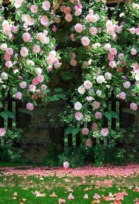 Wedding Photo Background, Backdrops Wedding, Flower Fence, Roses Photography, Garden Backdrops, Leaf Photography, Romantic Background, Scenery Photography, Studio Backdrops