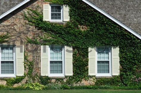 love vines growing on side of house Side Wall, When I Grow Up, Porch Patio, Wisteria, Inspired Homes, Google Images, Vines, Porch, Yard