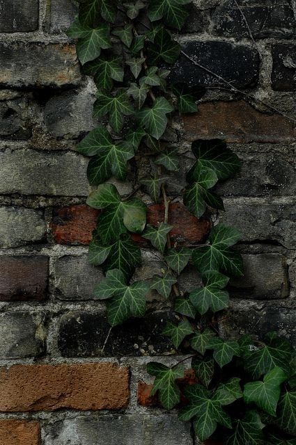 #aesthtic #ivy #aesthticivy Evermore Journal, Ivy Painting, Little Bouquet Of Flowers, Painted Brick Walls, Ivy Wall, Deep Winter Colors, Ivy Vine, Cowboy Like Me, English Ivy