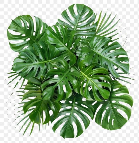 Lush tropical monstera leaves | free image by rawpixel.com / Boom Trees Top View, Tree Interior, Monstera Plant, Monstera Deliciosa, Leaf Background, Photoshop Textures, Leaf Nature, Tree Leaves, Tree Tops