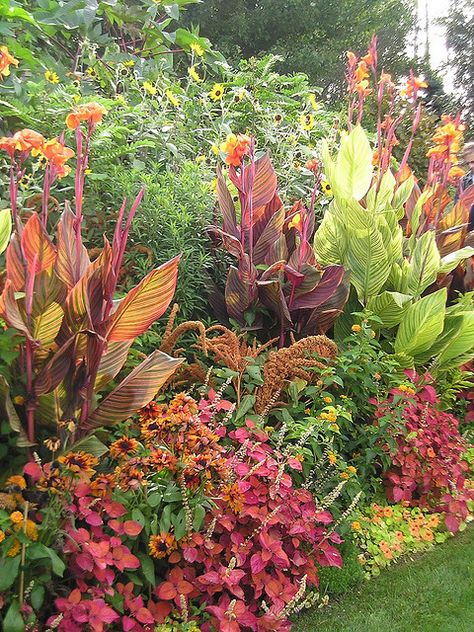 love the color matching with the canna lilies & other plants Canna Lily Landscaping Ideas, Canna Lily Landscaping, Canna Lily Garden, Canna Flower, Canna Lilies, Taman Air, Longfield Gardens, Canna Lily, Tropical Garden Design