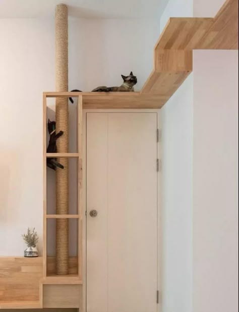 Cat Walls, Katt Diy, Cat Room Decor, Katt Grejer, Cat Furniture Design, Cat Enrichment, Cat Wall Shelves, Diy Cat Tree, Cat Wall Furniture