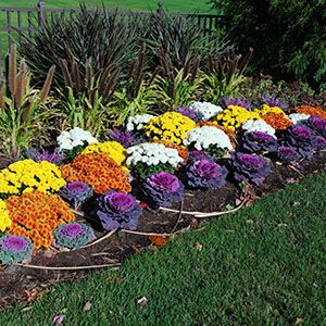 Fall Flowers: Annuals for the South | Garden Club Fall Landscaping Front Yard, Farmers Life, Hillside Gardening, Outside Fall Decorations, Fall Gardens, Bulb Planting, Fall Flowers Garden, Yard Flowers, Fall Landscaping