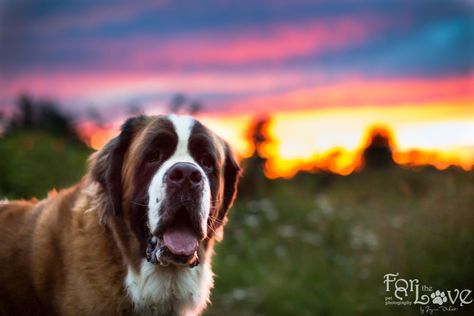 Sunset Saint Bernard  www.forthelovepetphotography.com Saint Bernards, St Bernard, Saint Bernard, Dog Photography, Great Dane, Dalmatian, Dream Big, Puppy Love, Dogs And Puppies