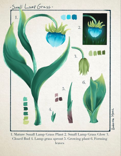 Scientific botanical illustration poster of small lamp grass from the video game Genshin Impact Small Lamp Grass Genshin Impact, Sumeru Plants Genshin, Fantasy Flowers Drawing, Fontaine Flowers Genshin, Genshin Impact Plants, Genshin Impact Flowers, Genshin Flowers, Flora Drawings, Scientific Botanical Illustration