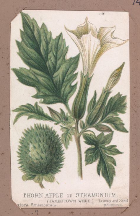 Heaveninawildflower - 1) Thorn Apple 2) Purple Foxglove 3) Yew 4) Water... Purple Foxglove, Herb Collection, Wild Parsnip, Thorn Apple, Water Hemlock, Stinging Nettle, Poison Ivy, Vintage Illustration, Ivy