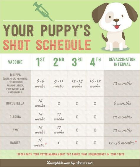 Puppy Shot Schedule, Puppy Needs, Puppy Time, Puppies Tips, Puppy Training Tips, Dog Info, Dog Care Tips, Training Your Puppy, Puppy Care