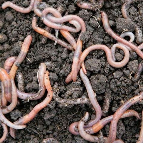 Bag Worms, Worm Castings Tea, Healthy Garden Soil, Backyard Animals, Edible Insects, Worm Bin, Worm Castings, Green Tea Bags, Worm Farm