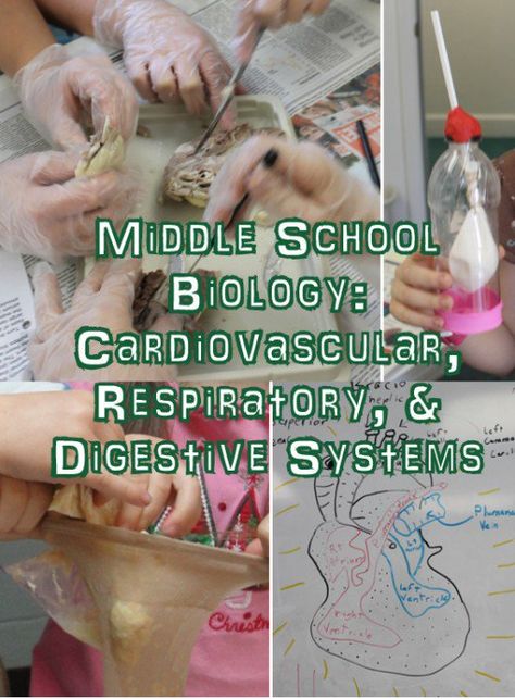 Digestive System Activities, Middle School Science Lab, Body Systems Activities, Health Classroom, Body Systems Project, Anatomy Teacher, Human Body Unit Study, Biology Experiments, Human Body Science