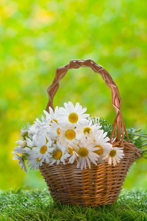 Flower Bucket, Daisy Flowers, Flower Basket, Daisy Flower, In The Garden, The Garden, Close Up, Daisy, Stock Images