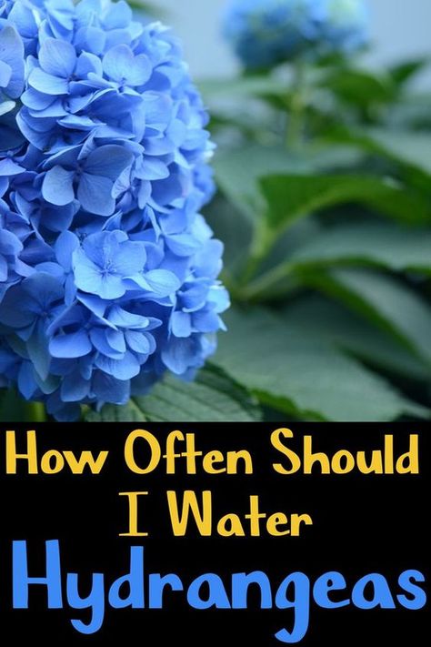 How To Water Hydrangeas, How To Keep Hydrangeas Alive, Why Hydrangeas Don't Bloom, How To Get Hydrangeas To Bloom, How To Make Hydrangeas Bloom, Williamsburg Kentucky, Hydrangeas In Pots, Watering Hydrangeas, Hydrangea Plant Care