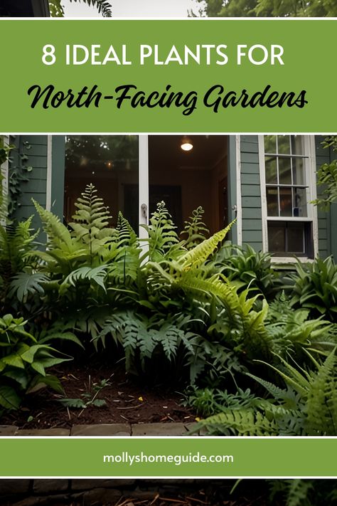 Discover the best plants for the north side of your house! If you have a north-facing garden and are looking for low-maintenance shrubs or flowering shrubs that thrive in shade, you've come to the right place. Explore our selection of plants for north-facing gardens that will brighten up your outdoor space. From colorful flowers to lush greenery, these plants are perfect for adding beauty to the north side of your home. Plants For North Side Of House, North Facing Landscaping Front Yard, North Side Of House Landscaping, North Facing Garden Ideas, Small North Facing Garden Ideas, Front Of House Plants, Front Porch Landscape, Front Porch Plants, Garden Front Of House