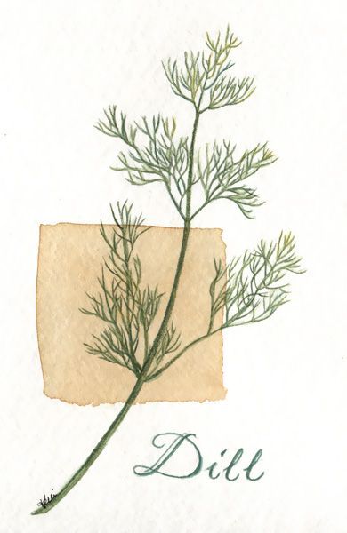 Dill Botanical Illustration, Dill Tattoos, Dill Illustration, Scarlet Woman, Botanical Gallery Wall, Herbs Illustration, Water Color Pencils, Academic Drawing, Flower Drawing Tutorials