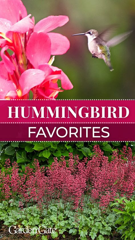 Hummingbird Garden Flowers, Plants To Attract Hummingbirds, Backyard Birds Feeders, Backyard Birds Sanctuary, Hummingbird Nectar, Hummingbird Plants, Attract Hummingbirds, Hummingbird Flowers, Hummingbird Garden