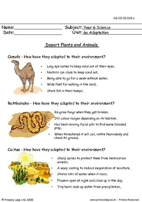 Adaptation In Animals Worksheet, Animal Adaptations Worksheet, Plants And Animals Worksheet, Animal Habitat, Desert Animals Worksheet, Desert Animals Activities, Desert Animals And Plants, Adaptations Science, Food Chain Worksheet