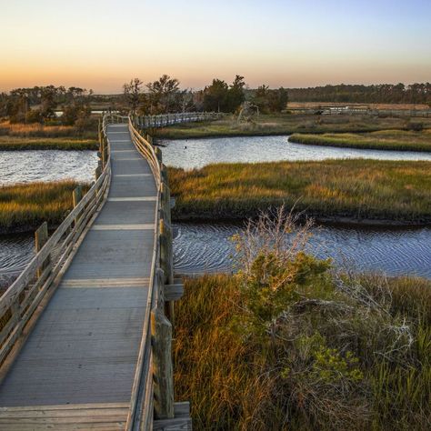 Where The Crawdads Sing, North Carolina Coast, Seaside Garden, Kure Beach, Halloween And Fall, Coastal Plain, Fall Vacations, Fall Getaways, Natural Pond