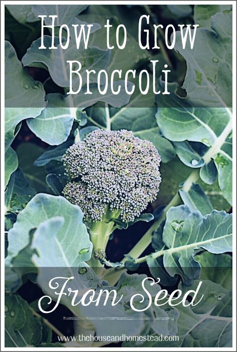 Learn how to grow broccoli from seed with these step-by-step instructions and enjoy fresh, organic, homegrown broccoli all summer and fall! #howtogrowbroccoli #growbroccolifromseed #growbroccoli How To Grow Broccoli, Grow Broccoli, Broccoli Plant, Growing Broccoli, Broccoli Seeds, Seed Starter, Organic Fertilizer, Garden Tips, Growing Indoors