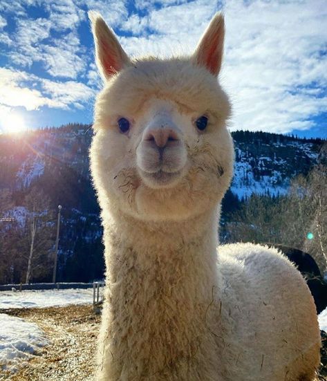 Alpaca Pictures, Carpet Ideas 2023, Cute Alpaca, Carpet Ideas, Cute Llama, Cute Animals Images, Pretty Animals, Like Animals, Cute Animal Pictures