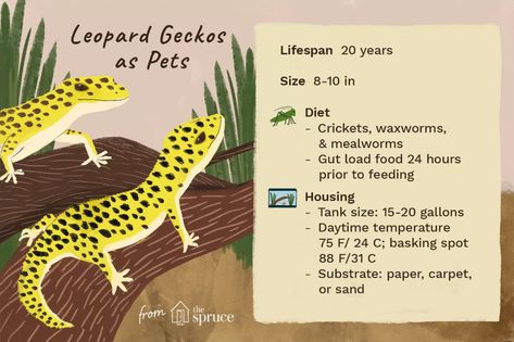 Gecko Habitat Ideas, Leopard Gecko Habitat Ideas, Leopard Gecko Tank Ideas, Leopard Gecko Food, Leopard Gecko Cage, Leopard Gecko Diy, Gecko Cage, Leopard Gecko Cute, Leopard Gecko Habitat