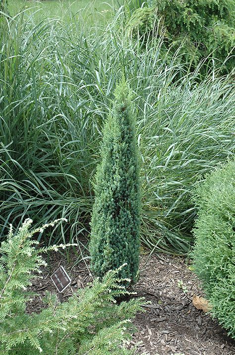 Pencil Point Juniper (Juniperus communis 'Pencil Point') at GardenWorks Pencil Point Juniper, Low Maintenance Shrubs, Juniperus Communis, Exclamation Point, Foundation Planting, Evergreen Shrubs, Bluish Green, Green Foliage, Types Of Soil